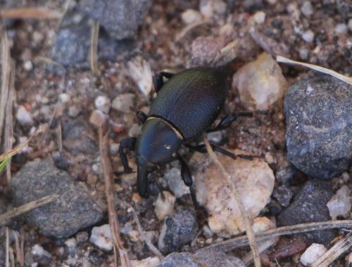 Liparus coronatus
